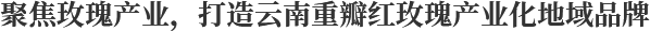 聚焦玫瑰產(chǎn)業(yè)，打造云南重瓣紅玫瑰產(chǎn)業(yè)化地域品牌